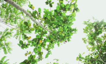 Ramon Aboitiz Foundation Inc., A CSR Partner in Cebu